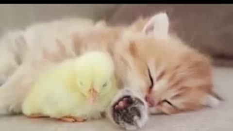 Kitten & Chick 🐱🐤