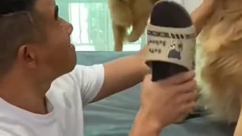 Funny dog