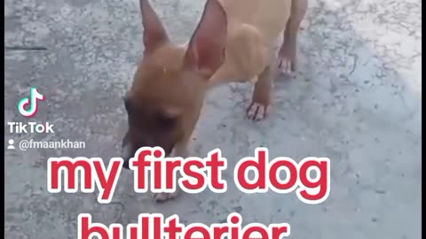 Bullterier dog