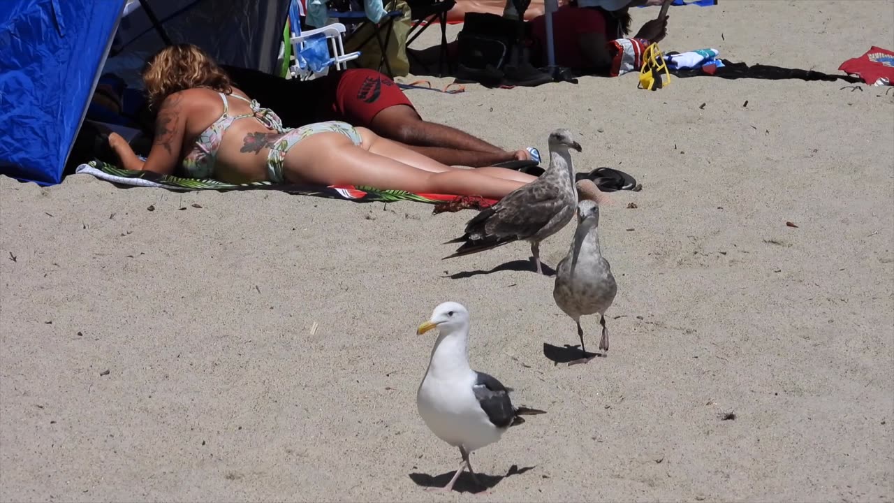 Birds in action on the beach.