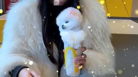 🐕 Cute and Funny Dogs Videos Compilation 2021_ |10|_#shorts