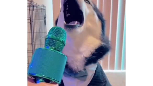 Husky the good singer