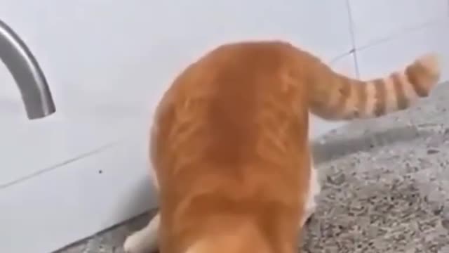 Funny Cute Cats Compilations Video