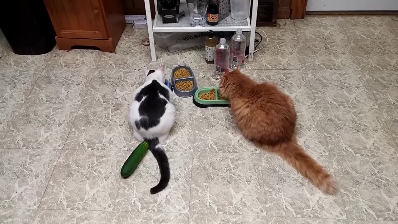 Cucumber scaring cats