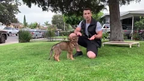 Dog training step by step