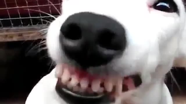 A cute and scared white dog.