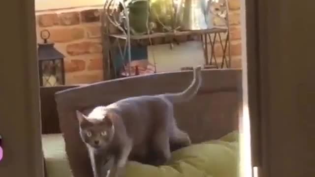 Funny and Cute Cat Videos #248