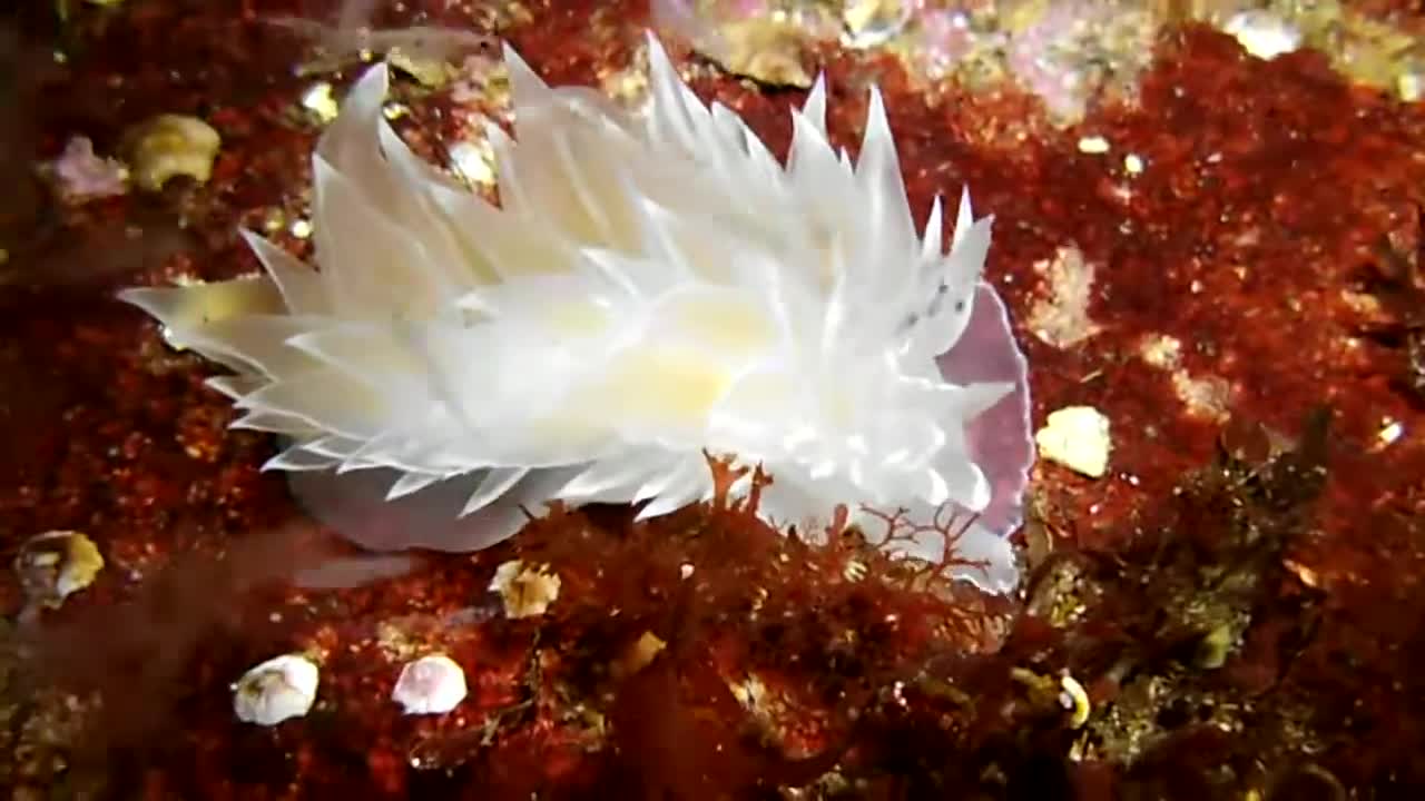 Dirona sea snail