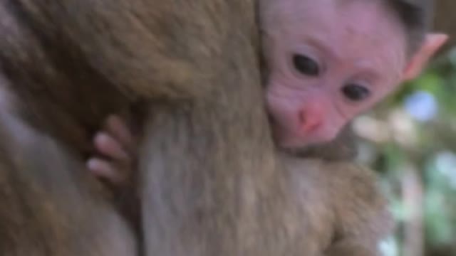 Beautiful Monkey 🐒🐒/Cute Monkey 🐒🐒