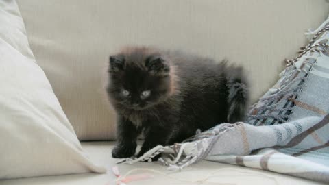 A cat playing with a scarf