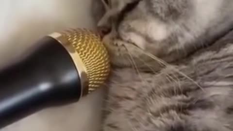 cat funny video