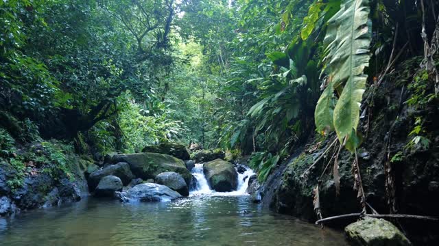 Jungle Waterfalls