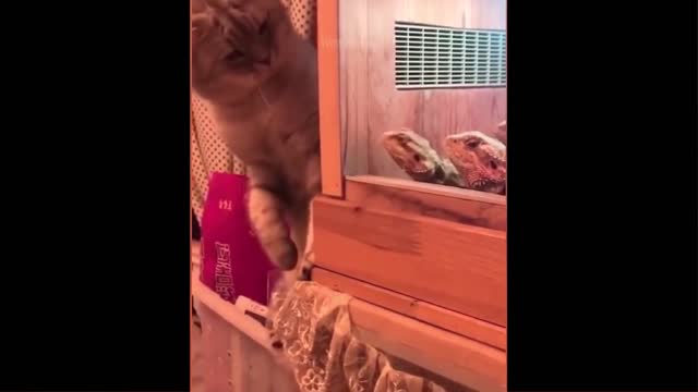 funniest animals_BEST of the 2022 funny animal videos