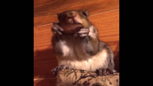 Squirrel does not like you touching his food