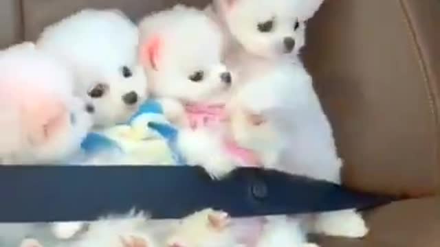 Mini Cute Pomeranian Boo Dog Video #funnydogs #funnyanimals #puppy (2)