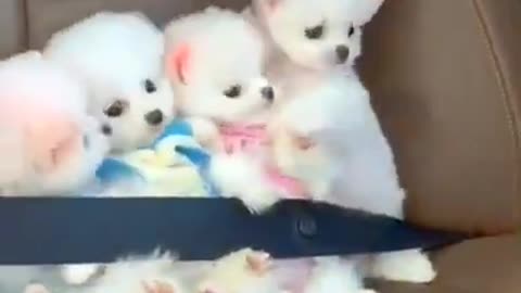 Mini Cute Pomeranian Boo Dog Video #funnydogs #funnyanimals #puppy (2)