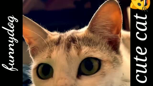 baby cat funny video.