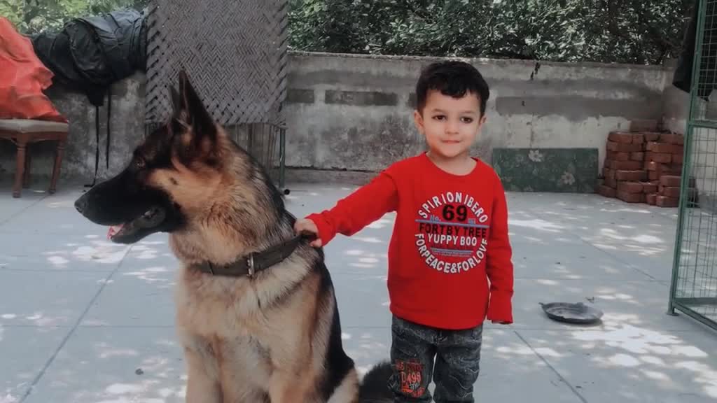 Dog lovers video funny dog video-cute video-sweet dog video