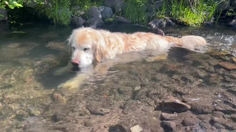 Dutch The Dog Enjoys The Simple Gifts Of Nature