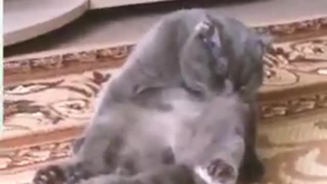 Watch the most beautiful funny clips of animals