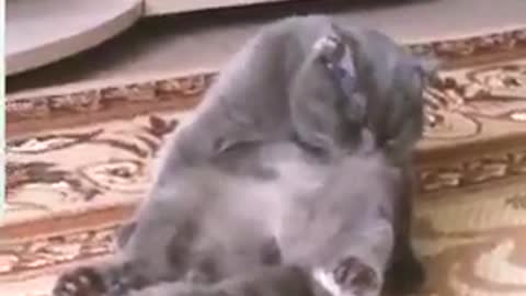 Watch the most beautiful funny clips of animals