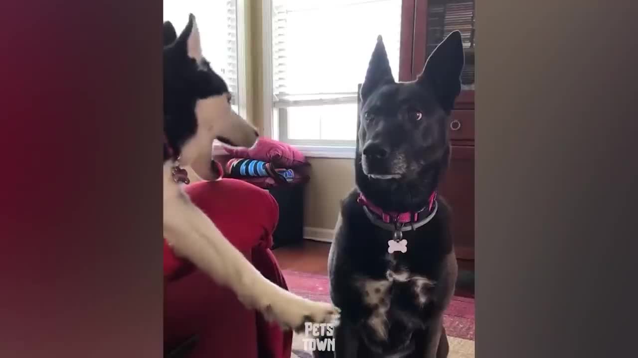 Dogs and Cats reaction to fart