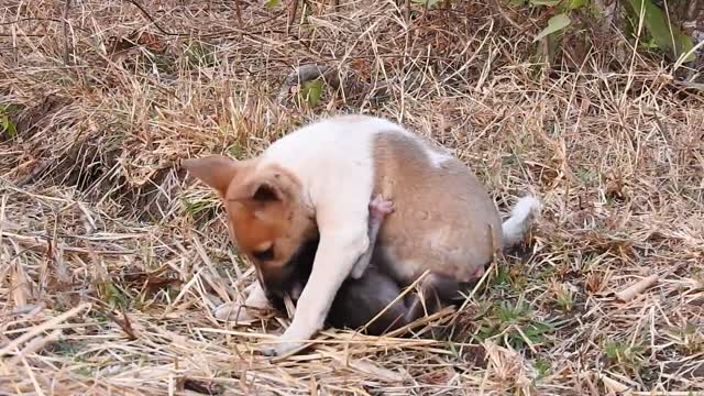 CUTE,FUNNY Monkey and puppy