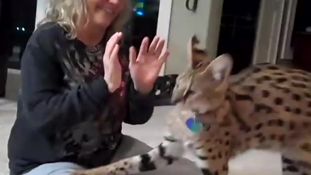 Kyan the Serval and his mom Linda