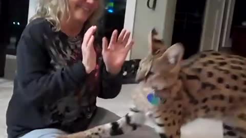 Kyan the Serval and his mom Linda