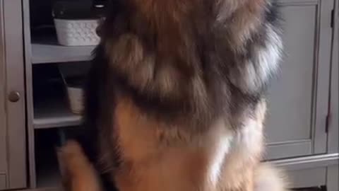 🚨 German Shepherds for Trump 🇺🇸