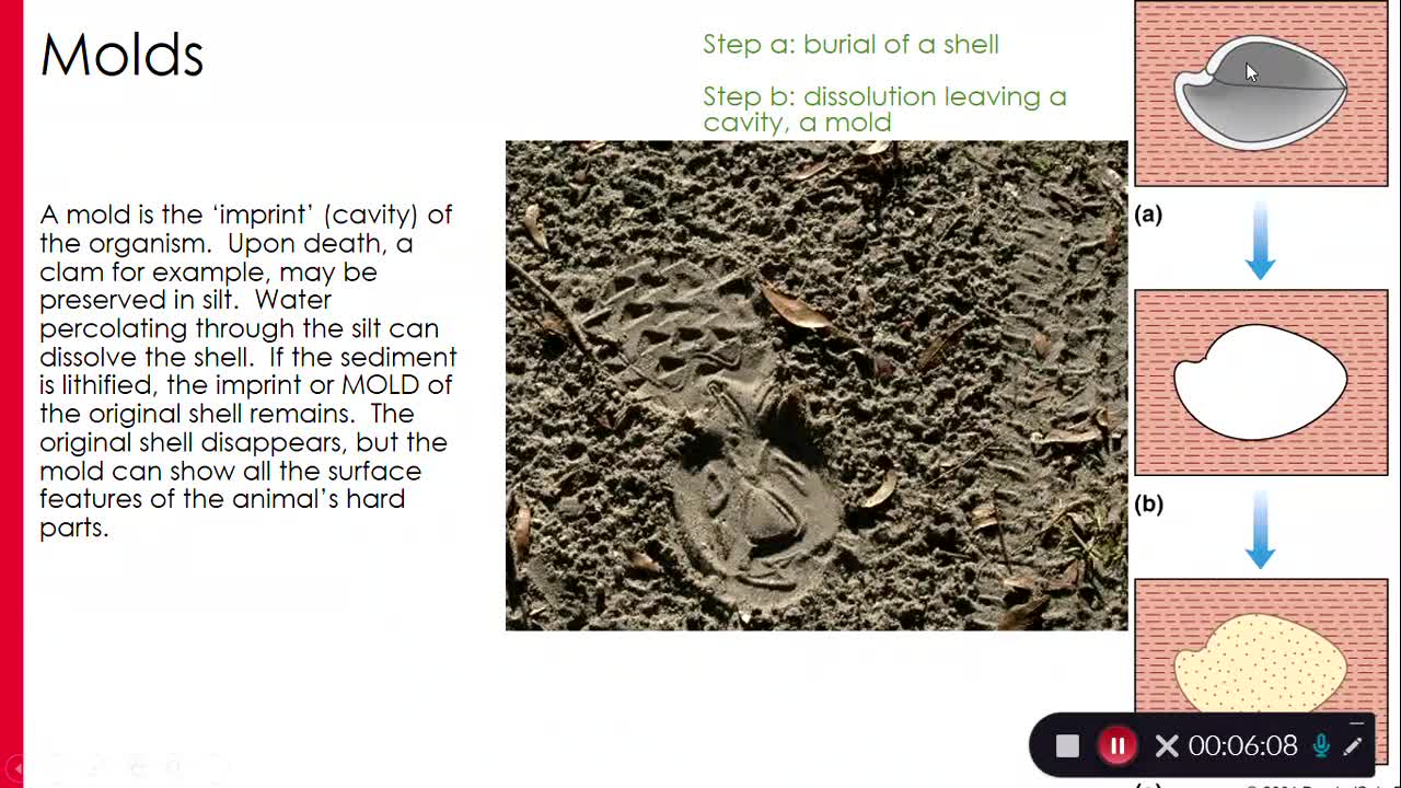 Stratigraphy: Fossils and Fossilization