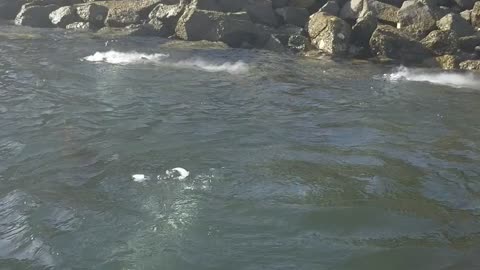 Kayakers Explore Bubbles Venting in Mission Bay Park