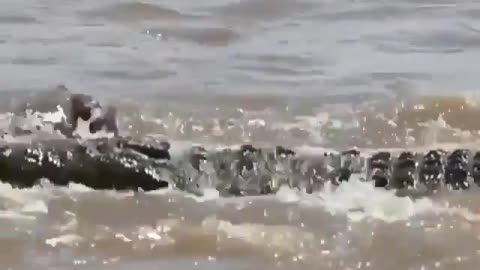 Cute and adorable animal behavior makes anyone happy to see it