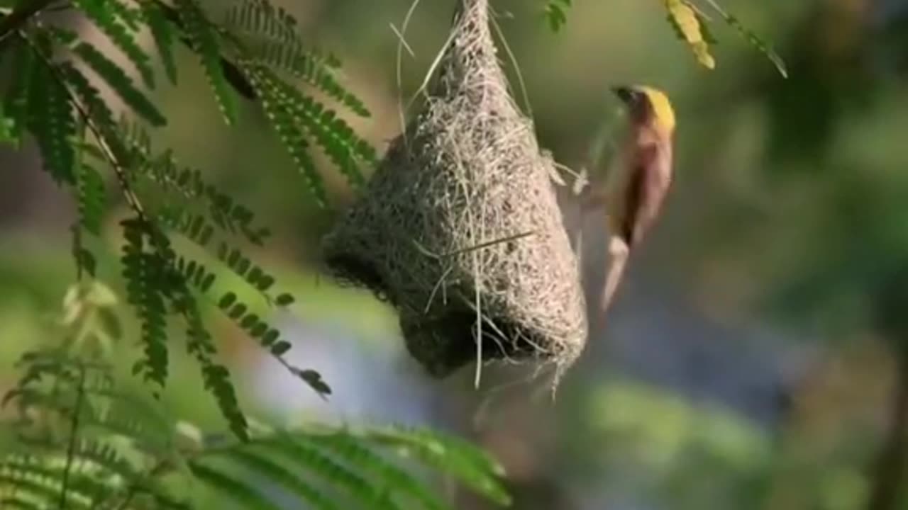 Birds Architecture