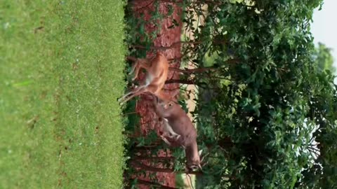 Wildlife and Funs
