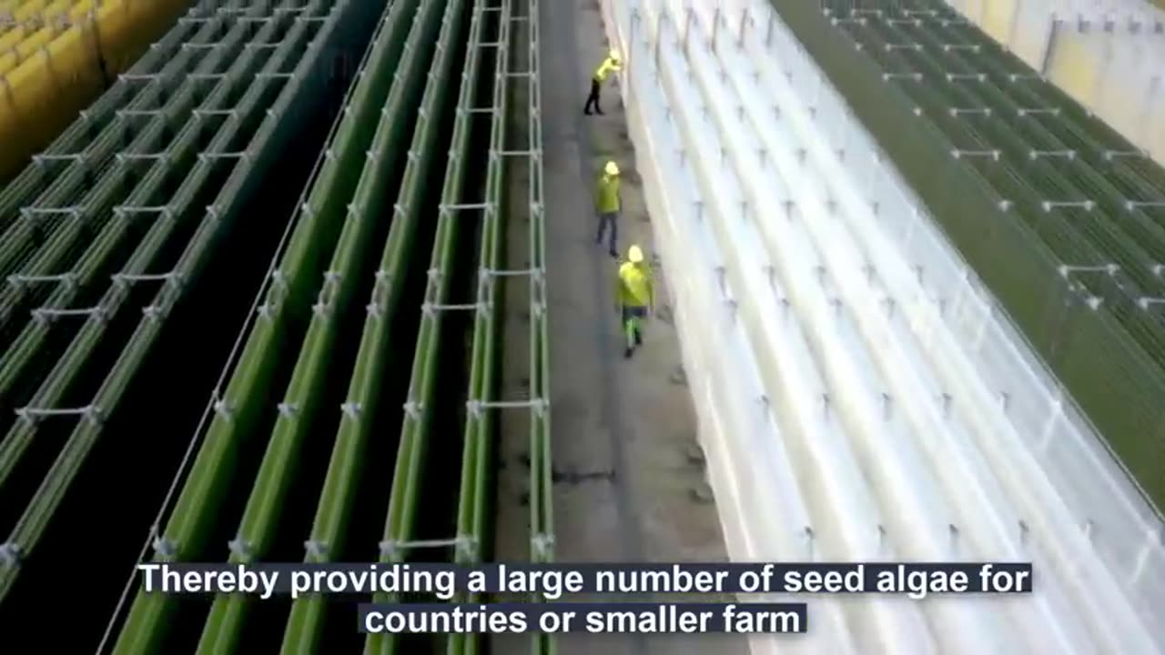 Modern Spirulina Farming Technology - Microalgae cultivation and harvest in a greenhouse