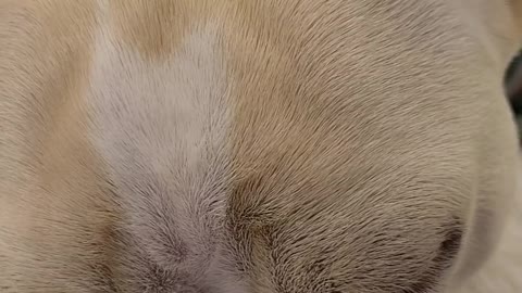 Sleeping French Bulldog