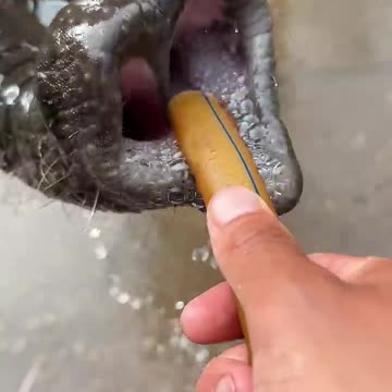 This trunk can really hold more than 10 liters of water at a time. Elephants drink water.