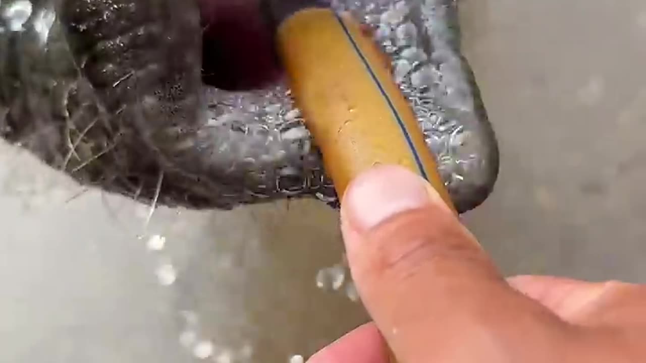 This trunk can really hold more than 10 liters of water at a time. Elephants drink water.