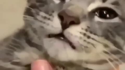 omets Viral Clips #shorts Video🤣_ #trending #animals #funny #reels