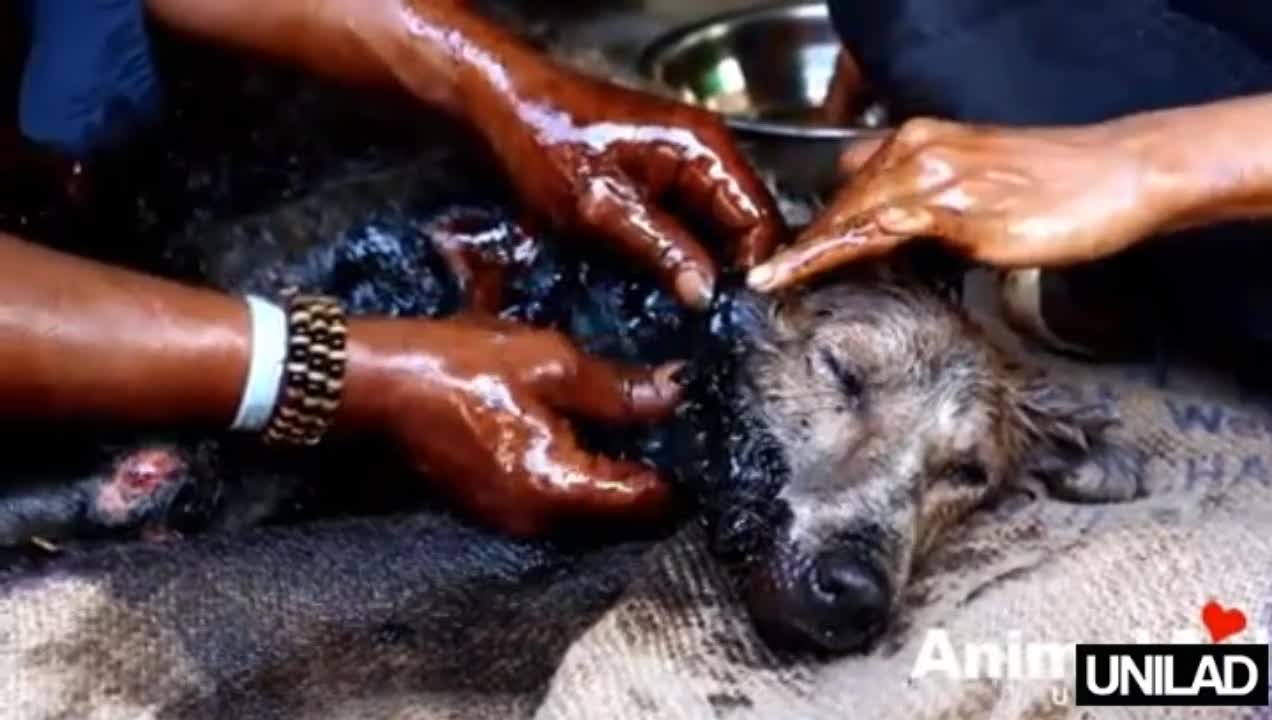 Dog is rescued, and has an incredible recovery