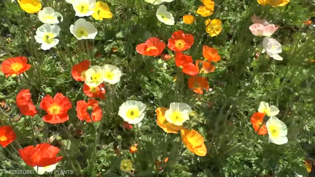 Plants That Look Like Human Body Parts female body parte boys
