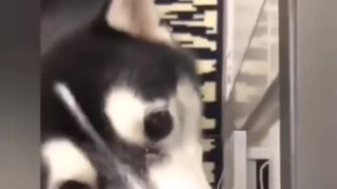 Made the dog crazy only with the sound, you too will do this with your dog