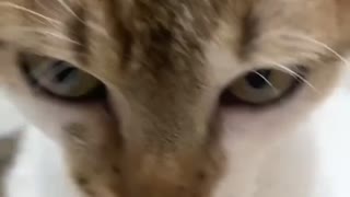 Cat - it's not tap water ?
