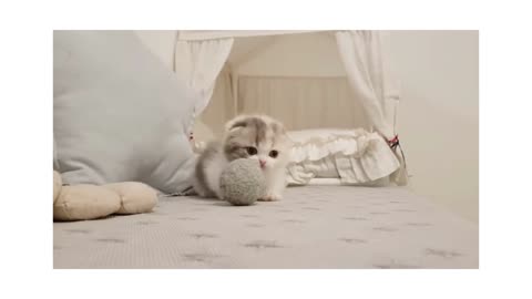 Cute kitten videos short leg cat