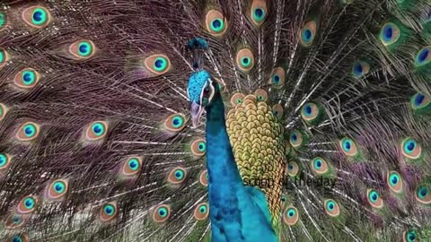 Top 10 Most Amazing Beautiful and colorful Birds on Earth Scoop of the Day
