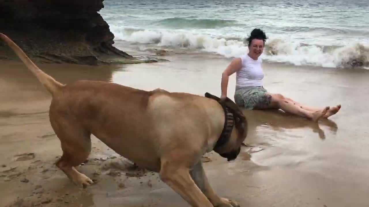 Boerboel Huge female at the beach