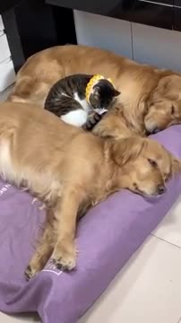 Cute Cat & Dog Funny Video