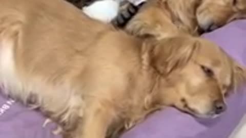 Cute Cat & Dog Funny Video
