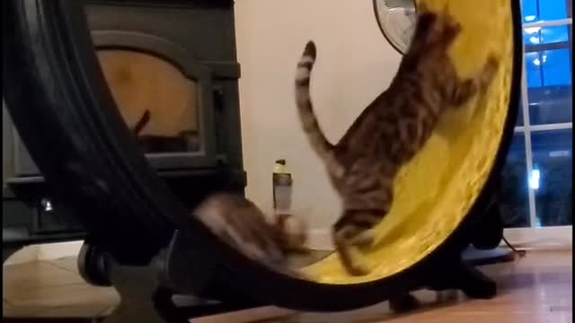 Oh noo!!! #funnycatvideo 😂😂